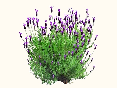 灌木 2D蛇鞭菊 麒麟菊 猫尾花
