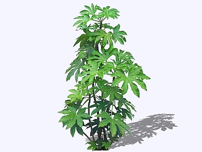 灌木 2D八角金盘 手树 八角盘 八手 常绿灌木