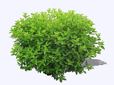 灌木 2D薄荷 辣薄荷 椒样薄荷