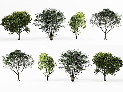 景观树 景观树 现代行道树 乔木 城市树木