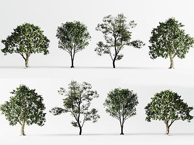 景观树 景观树 现代行道树 乔木 城市树木 庭院树木