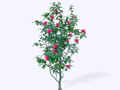 乔木 2D茶花 山茶花