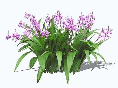 花草 2D白芨 白及 甘根 紫兰 朱兰