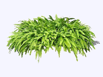 花草 2D肾蕨 蕨类植物