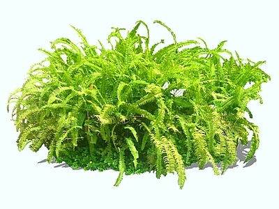 花草 2D肾蕨 蕨类植物