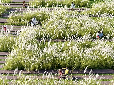 植物堆 芦苇 芦苇公园