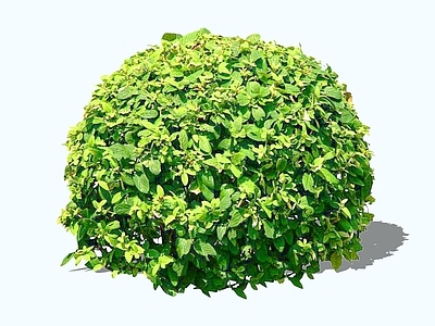 灌木 2D留兰香 绿薄荷 青薄荷 土薄荷 香花菜