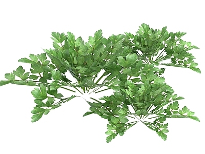 水生植物 水芹菜 水底植物