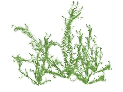 水生植物 金鱼藻 水底植物 水藻 水草 枯草 水生植物