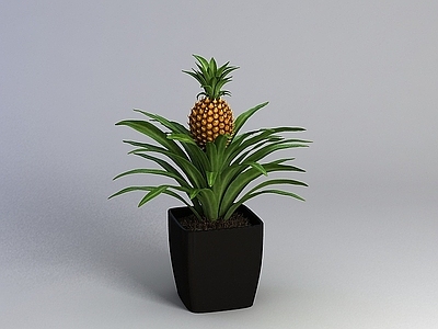现代菠萝盆栽
