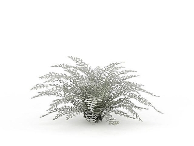 现代白色植物