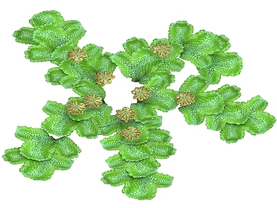 水生植物 地钱 苔藓植物 水面植物 浮萍 水生植物