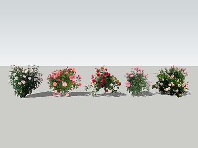 藤蔓 2D月季 花墙藤蔓 月季花