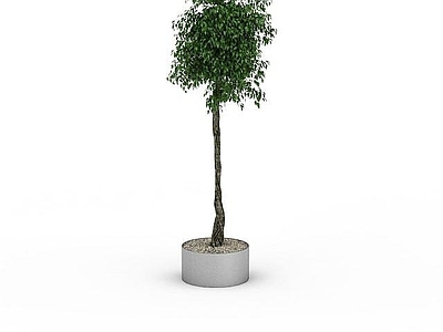 现代景观植物