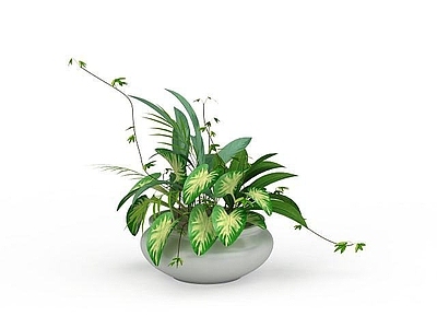 现代盆栽植物
