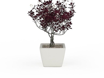 现代红色植物盆栽