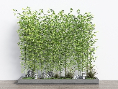竹子 竹子盆栽 景观竹 园艺竹子 中式竹子景观 竹子小品