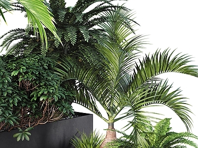 植物堆 庭院绿植 植物堆