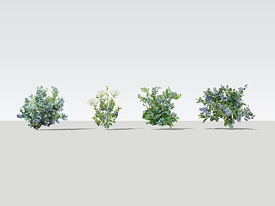 灌木 2D蓝莓株植 蓝莓 果树 蓝莓灌木