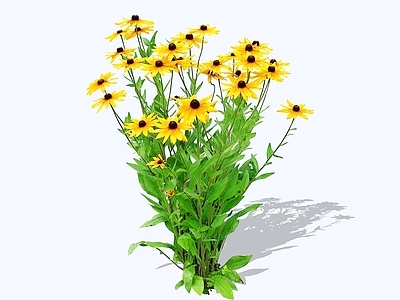 灌木 2D黑心菊 堆心菊 黑眼菊 黑心金光菊