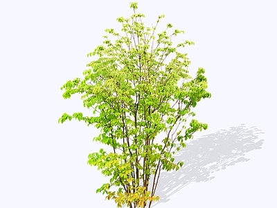 灌木 2D山荔枝 四照花 羊梅 石枣