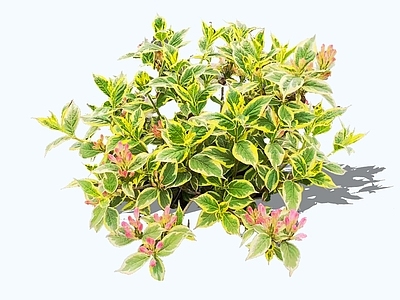 花草 2D花叶锦带花 金边锦带花 花叶矮锦带花 白边锦带花