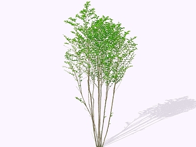 乔木 2D丛生木槿 朝开暮落花 木棉 荆条