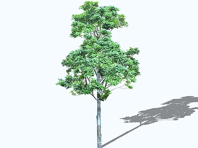 乔木 2D广玉兰 荷花玉兰