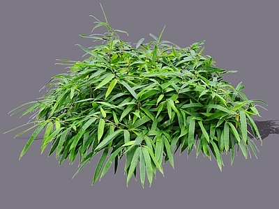 灌木 2D箬竹