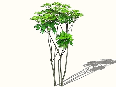 乔木 2D熊掌木 五角金盘