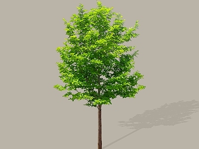 乔木 2D玉兰 迎春花 木兰 玉堂春