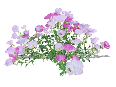 花草 2D月见草 待霄草 夜来香 山芝麻