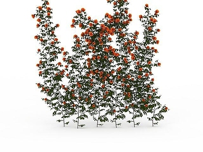 现代橘色景观花绿植