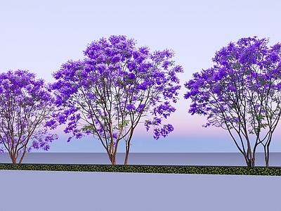 2D乔木 丛生蓝花楹 多分支蓝花楹 蓝花楹