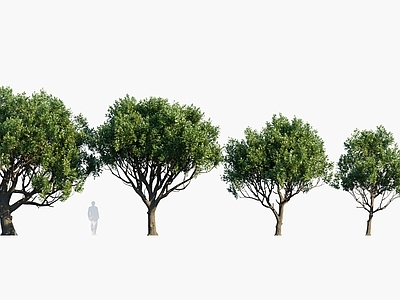景观树 现代景观树