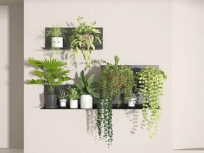 盆栽 绿萝 吊兰 植物 绿植 植物组合