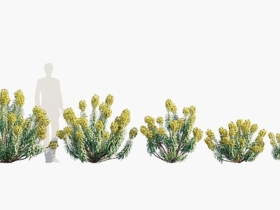 花 现代花草灌木
