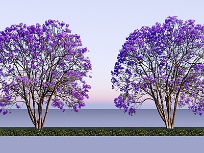 2D乔木 丛生蓝花楹 蓝花楹 精品蓝花楹