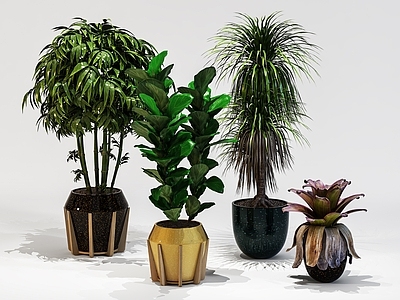 盆栽 植物 盆景 现代植物 现代盆景 室内盆景