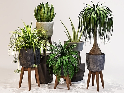 盆栽 植物 室内盆景 现代植物 室内绿化 室内植物