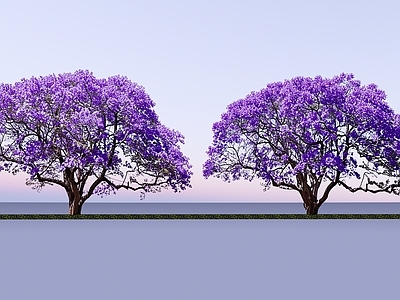 2D乔木 蓝花楹大乔木 蓝花楹古树