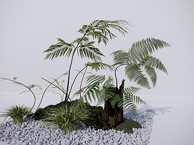 植物组合 植物组合 室内植物 示范区植物