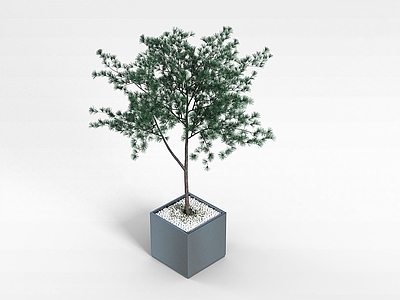 现代盆栽观赏植物
