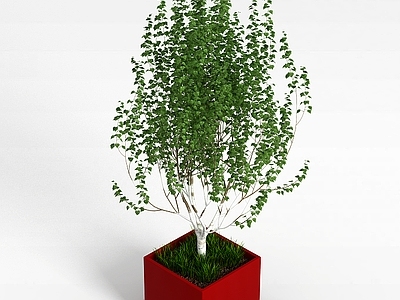现代盆栽室内植物