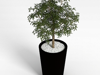 现代盆栽观赏植物