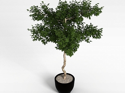 现代盆栽室内植物