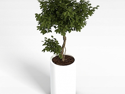 现代盆栽室内植物