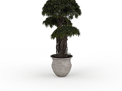 现代大型盆栽植物