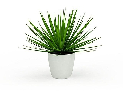 现代室内盆栽植物