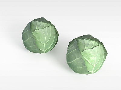 现代圆白菜